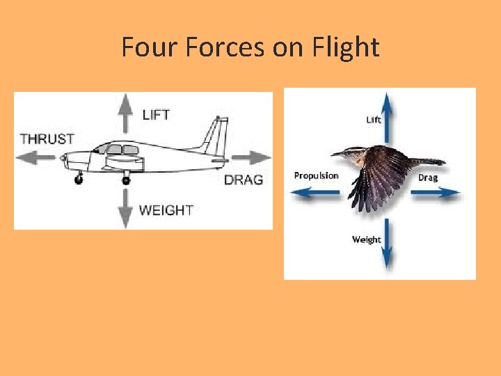 Four Forces on Flight 