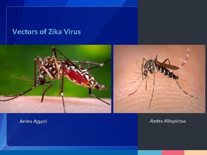 Vectors of Zika Virus § Aedes Agypti Aedes Albopictus 