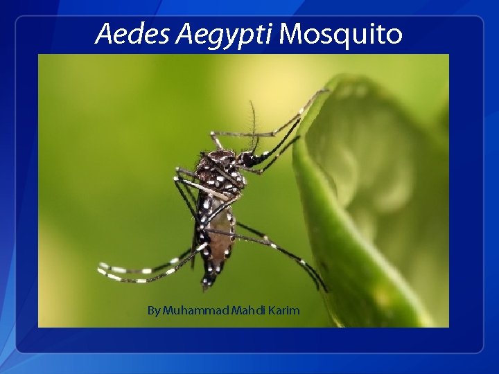 Aedes Aegypti Mosquito By Muhammad Mahdi Karim 