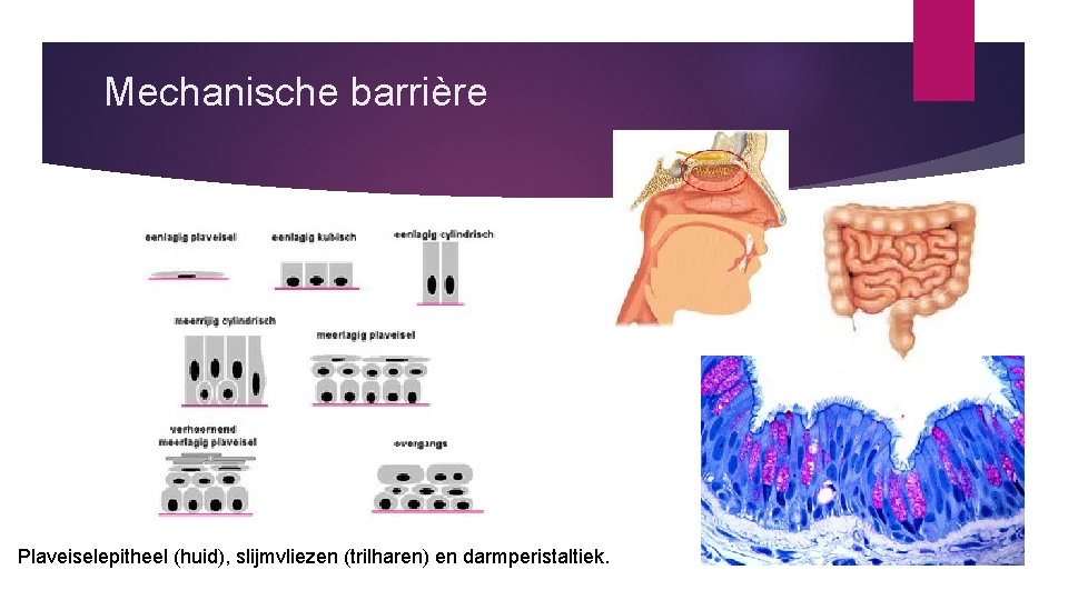 Mechanische barrière Plaveiselepitheel (huid), slijmvliezen (trilharen) en darmperistaltiek. 