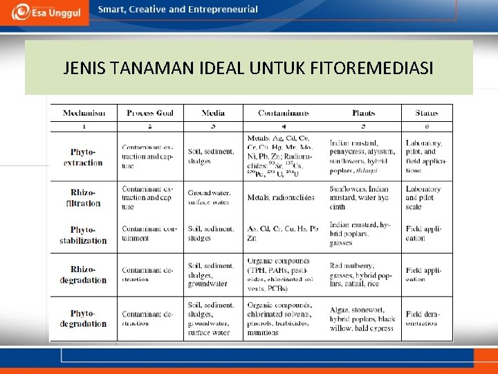 JENIS TANAMAN IDEAL UNTUK FITOREMEDIASI 