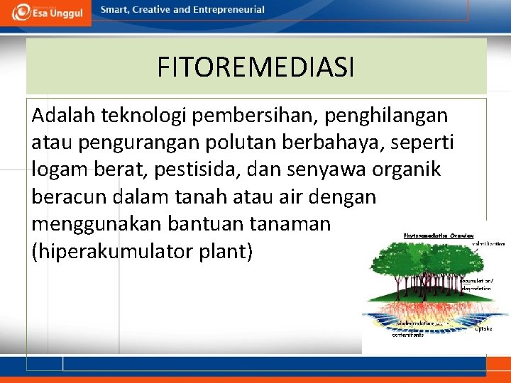 FITOREMEDIASI Adalah teknologi pembersihan, penghilangan atau pengurangan polutan berbahaya, seperti logam berat, pestisida, dan