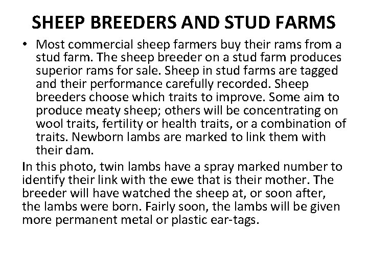 SHEEP BREEDERS AND STUD FARMS • Most commercial sheep farmers buy their rams from