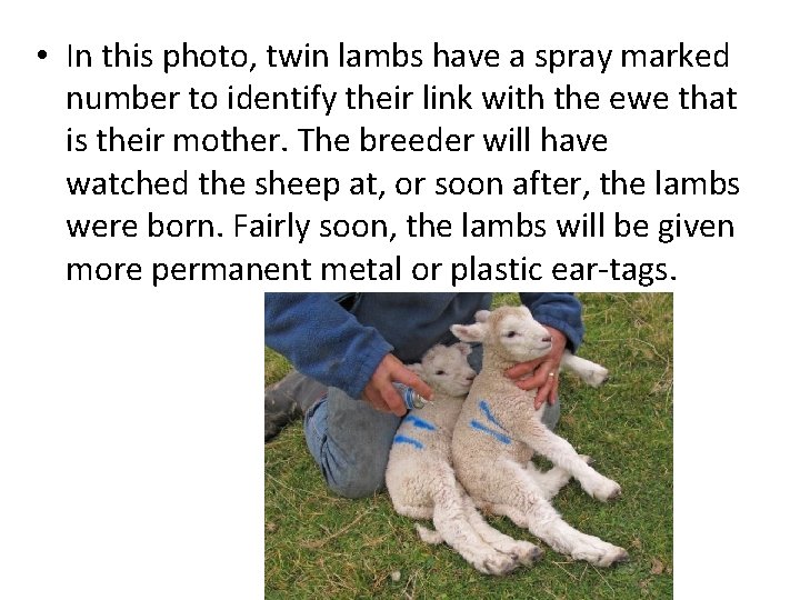  • In this photo, twin lambs have a spray marked number to identify