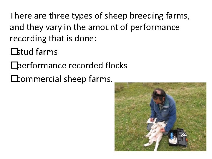 There are three types of sheep breeding farms, and they vary in the amount