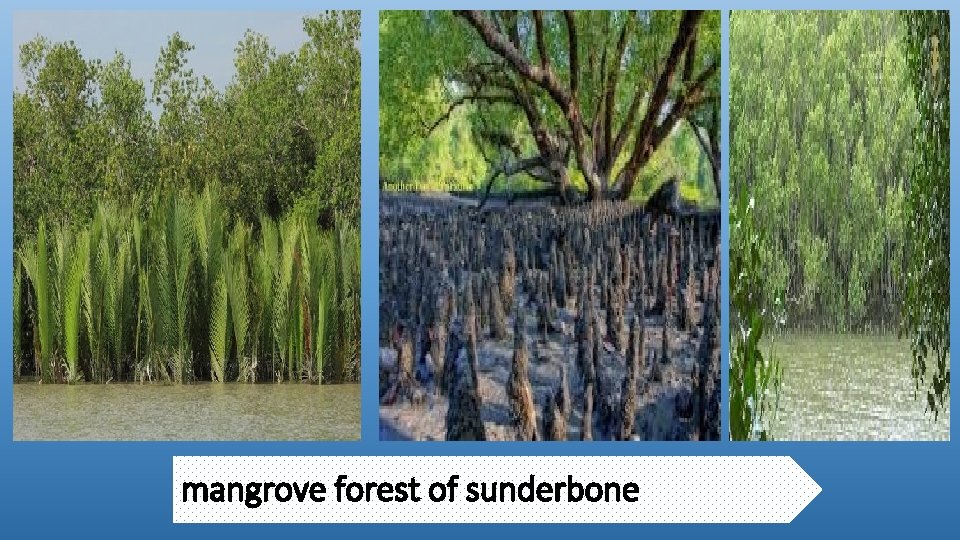 mangrove forest of sunderbone 
