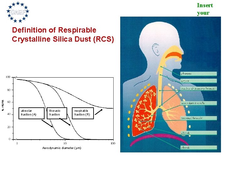 Insert your logo Definition of Respirable Crystalline Silica Dust (RCS) Matter % alveolar fraction