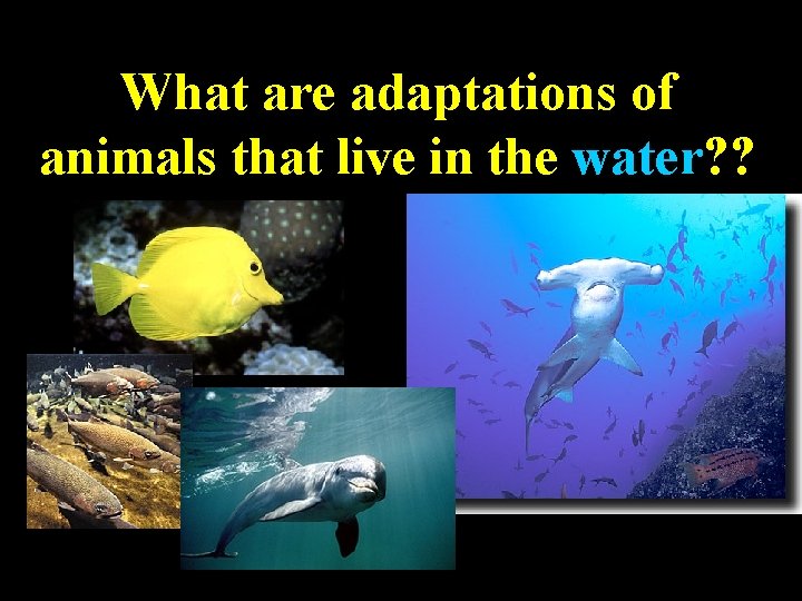 What are adaptations of animals that live in the water? ? 