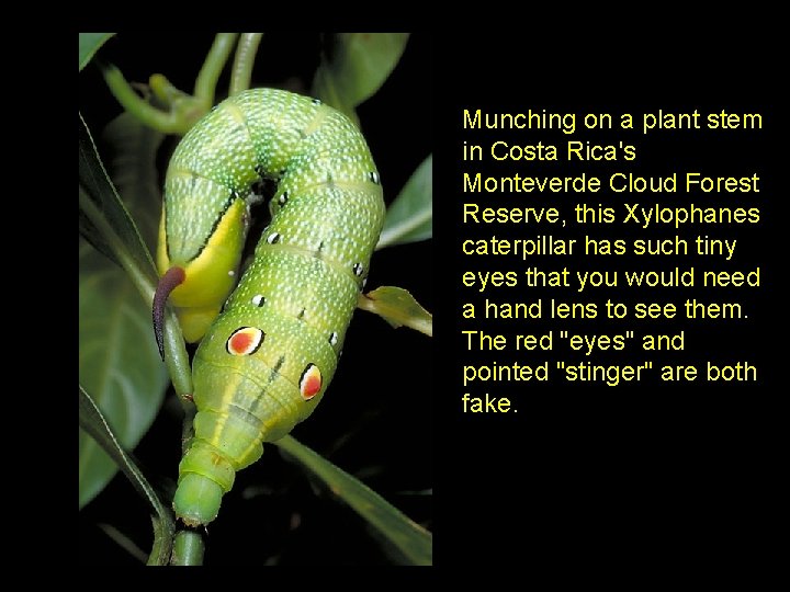 Munching on a plant stem in Costa Rica's Monteverde Cloud Forest Reserve, this Xylophanes