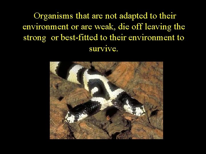 Organisms that are not adapted to their environment or are weak, die off leaving
