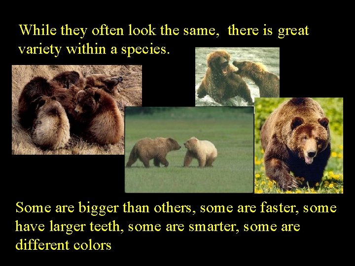 While they often look the same, there is great variety within a species. Some