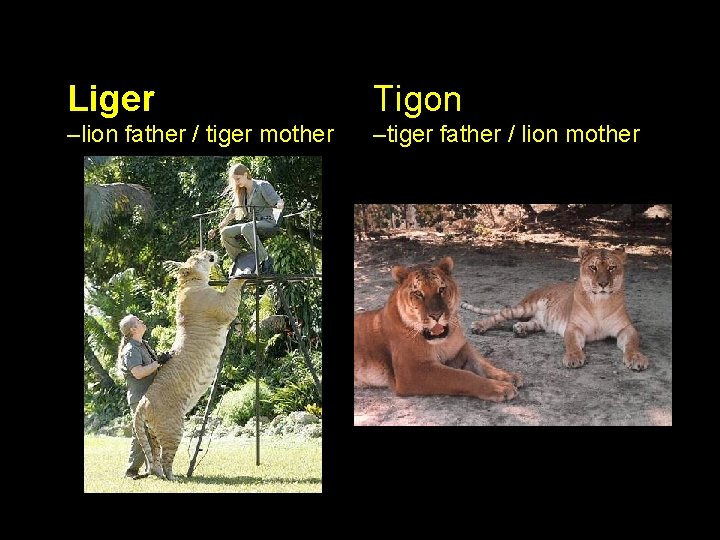 Liger Tigon –lion father / tiger mother –tiger father / lion mother 