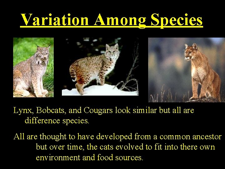 Variation Among Species Lynx, Bobcats, and Cougars look similar but all are difference species.