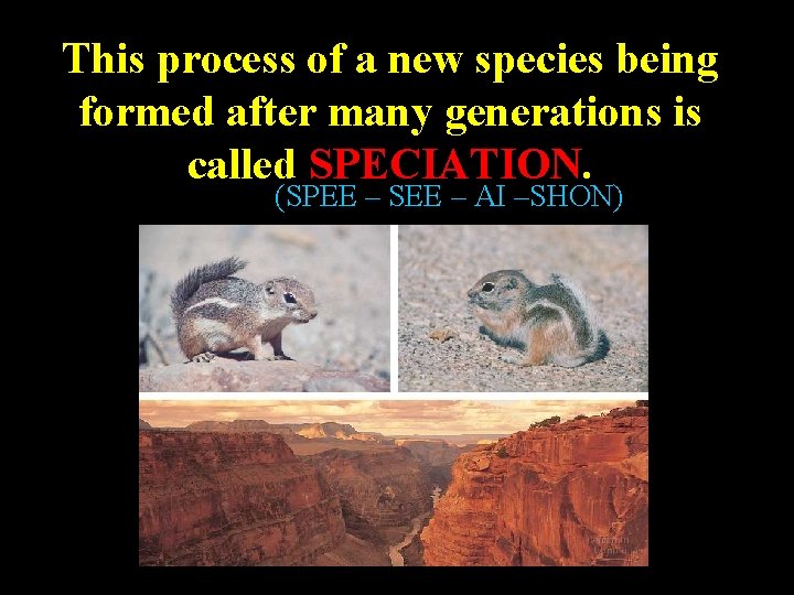 This process of a new species being formed after many generations is called SPECIATION.
