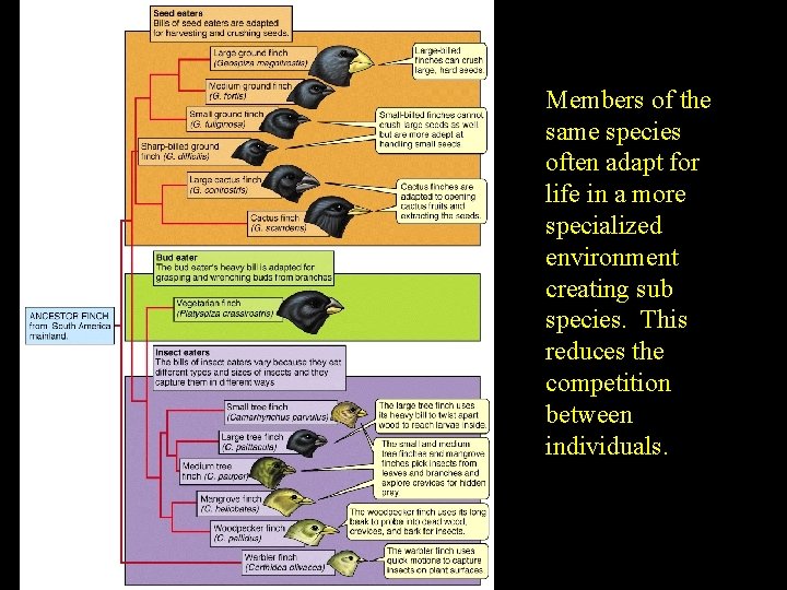 Members of the same species often adapt for life in a more specialized environment