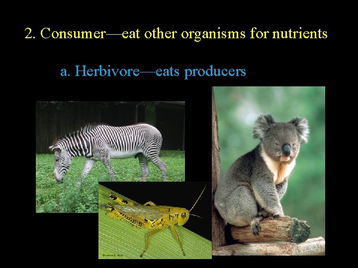 2. Consumer—eat other organisms for nutrients a. Herbivore—eats producers 