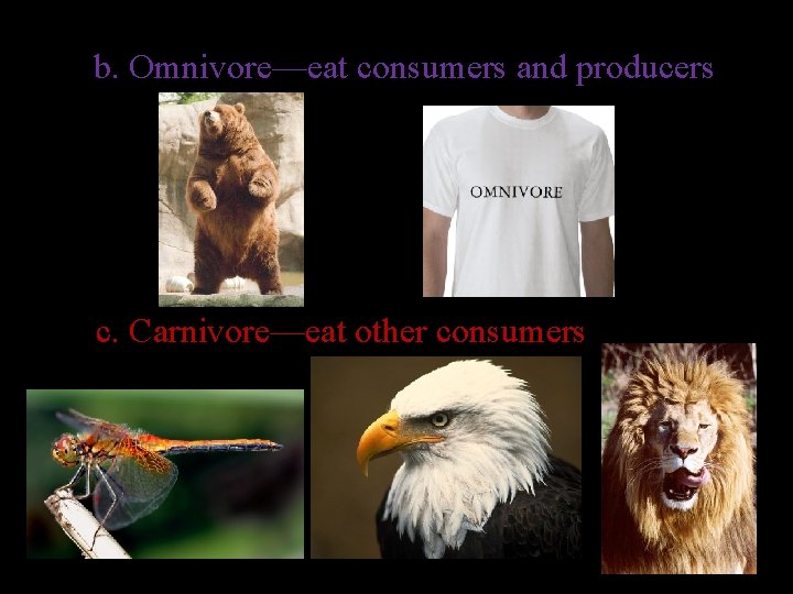 b. Omnivore—eat consumers and producers c. Carnivore—eat other consumers 