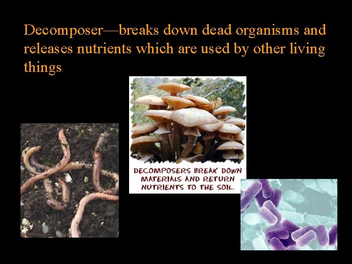 Decomposer—breaks down dead organisms and releases nutrients which are used by other living things