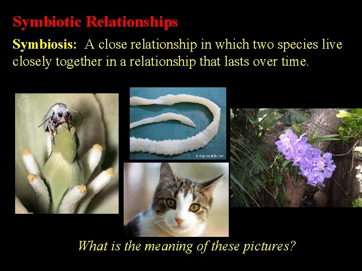 Symbiotic Relationships Symbiosis: A close relationship in which two species live closely together in