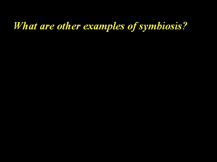 What are other examples of symbiosis? 