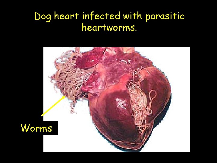 Dog heart infected with parasitic heartworms. Worms 