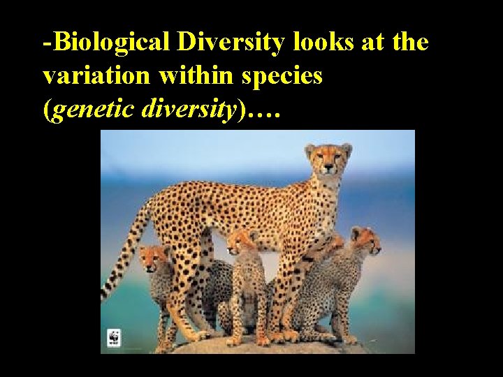 -Biological Diversity looks at the variation within species (genetic diversity)…. 
