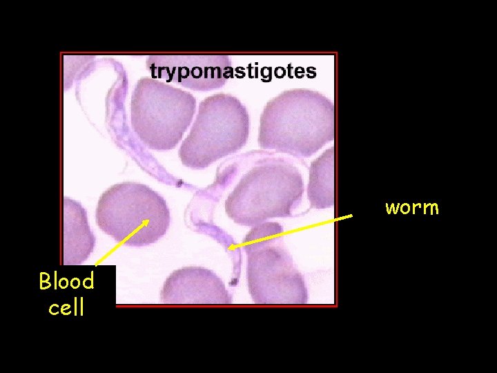 worm Blood cell 