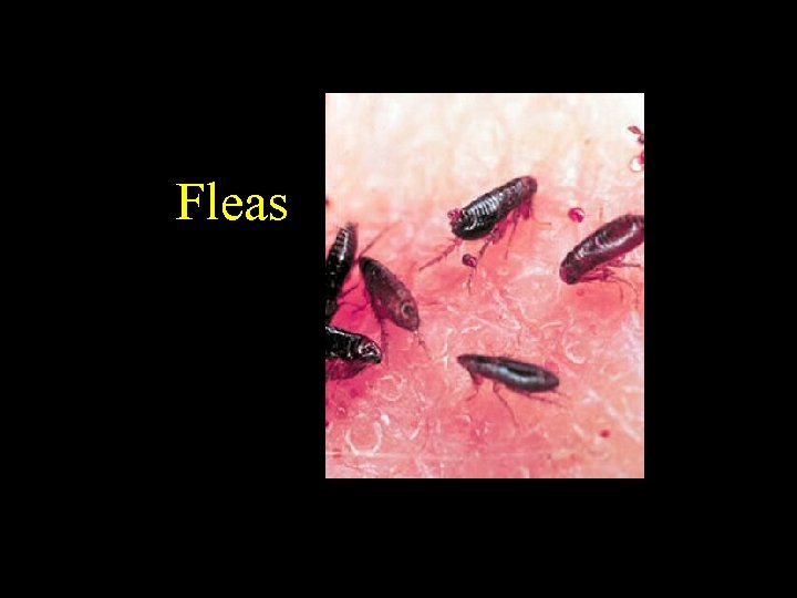 Fleas 