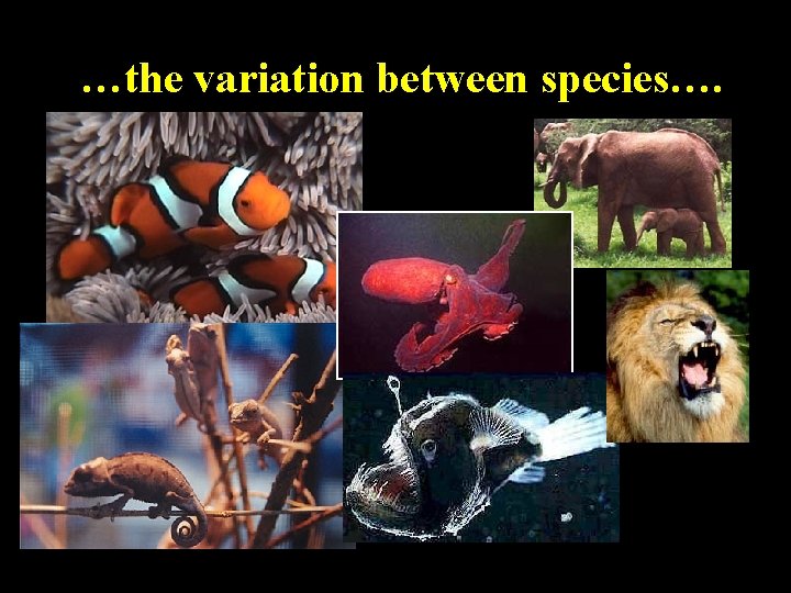 …the variation between species…. 