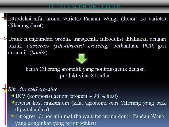 TUJUAN PENELITIAN E Introduksi sifat aroma varietas Pandan Wangi (donor) ke varietas Ciherang (host)