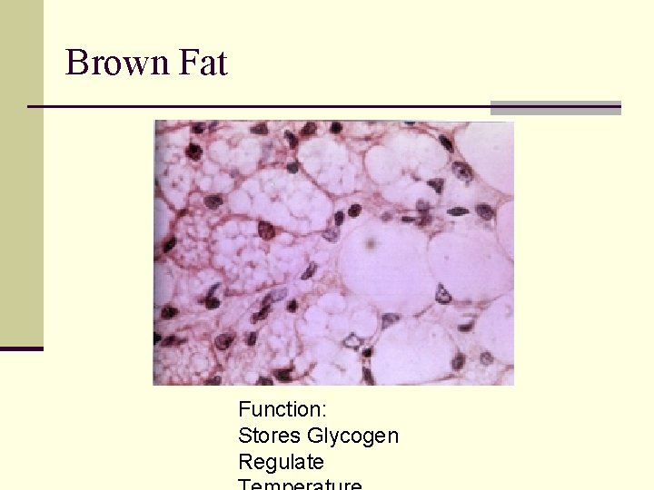 Brown Fat Function: Stores Glycogen Regulate 