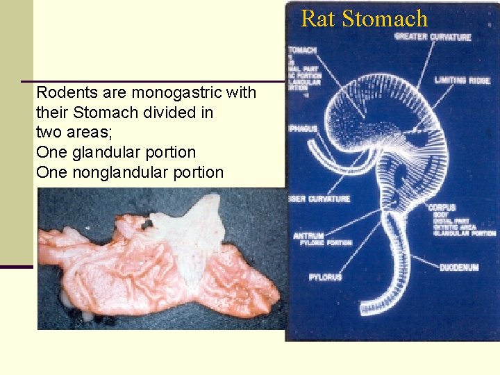 Rat Stomach Rodents are monogastric with their Stomach divided in two areas; One glandular