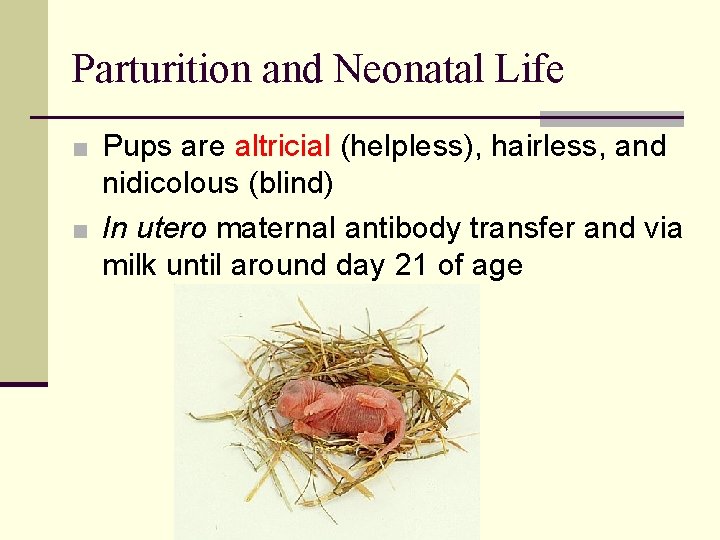 Parturition and Neonatal Life ■ Pups are altricial (helpless), hairless, and nidicolous (blind) ■