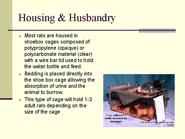 Housing & Husbandry ■ Most rats are housed in shoebox cages composed of polypropylene
