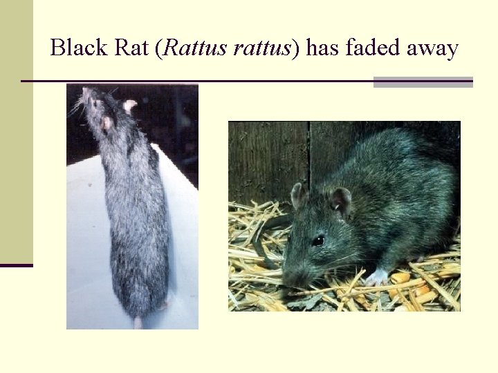 Black Rat (Rattus rattus) has faded away 