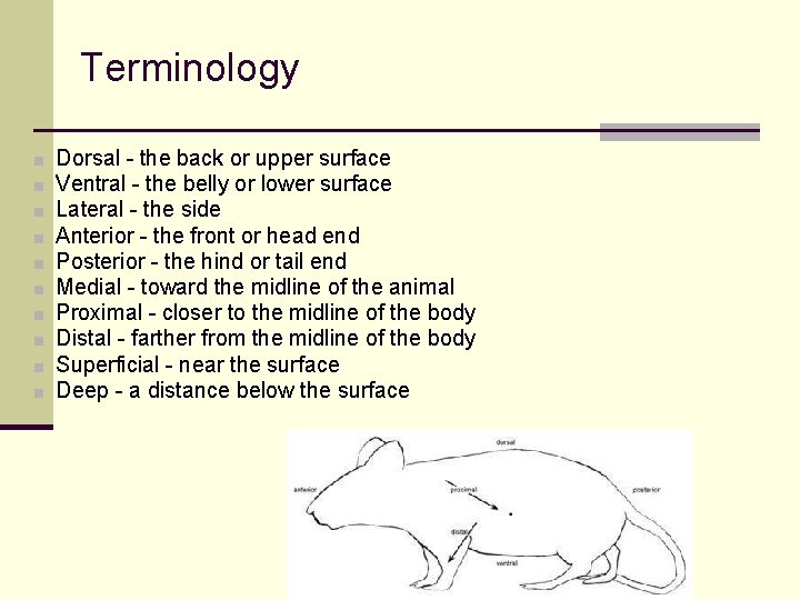 Terminology ■ ■ ■ ■ ■ Dorsal - the back or upper surface Ventral