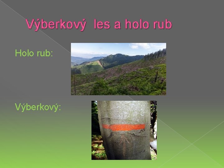 Výberkový les a holo rub Holo rub: Výberkový: 