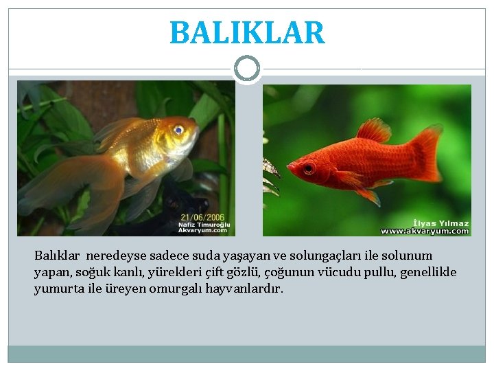 BALIKLAR Balıklar neredeyse sadece suda yaşayan ve solungaçları ile solunum yapan, soğuk kanlı, yürekleri