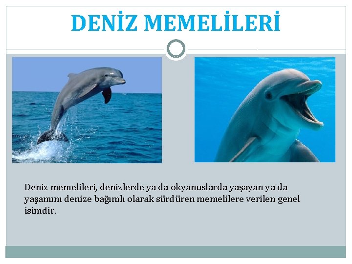 DENİZ MEMELİLERİ Deniz memelileri, denizlerde ya da okyanuslarda yaşayan ya da yaşamını denize bağımlı