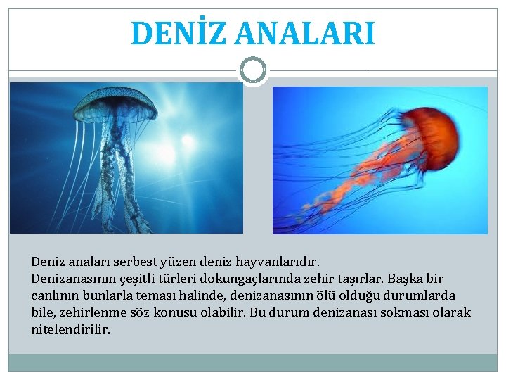 DENİZ ANALARI Deniz anaları serbest yüzen deniz hayvanlarıdır. Denizanasının çeşitli türleri dokungaçlarında zehir taşırlar.