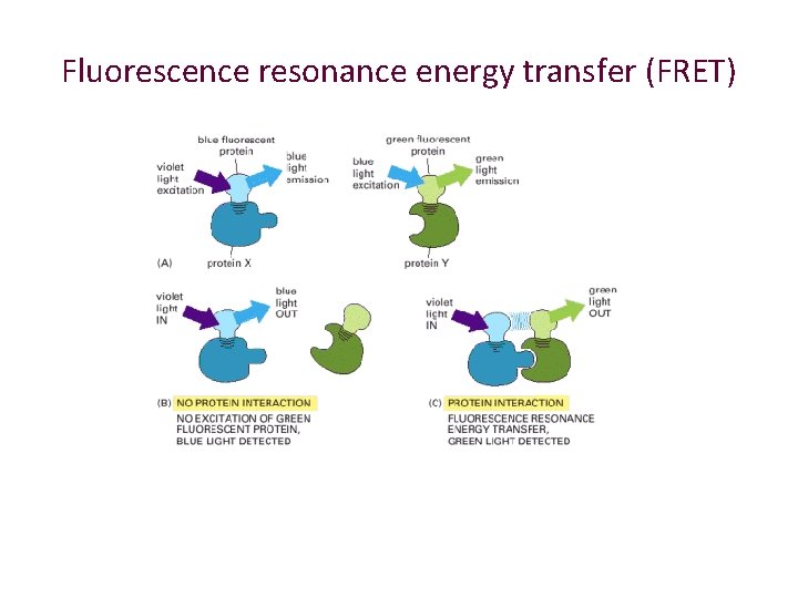 Fluorescence resonance energy transfer (FRET) 