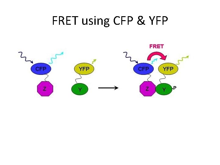 FRET using CFP & YFP 