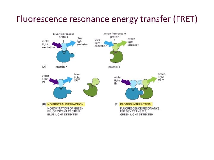 Fluorescence resonance energy transfer (FRET) 