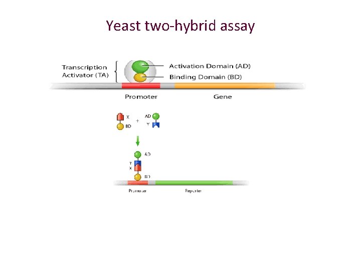 Yeast two-hybrid assay 