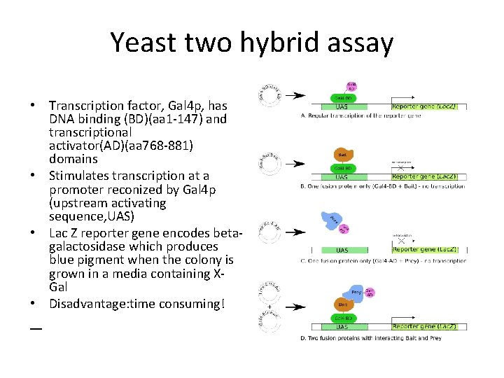 Yeast two hybrid assay • Transcription factor, Gal 4 p, has DNA binding (BD)(aa