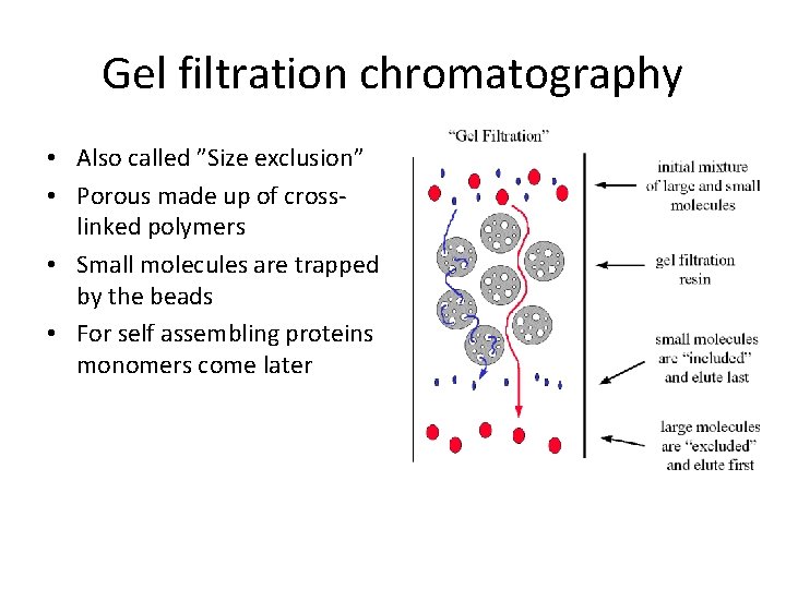 Gel filtration chromatography • Also called ”Size exclusion” • Porous made up of crosslinked