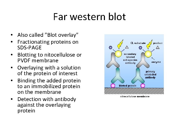 Far western blot • Also called ”Blot overlay” • Fractionating proteins on SDS-PAGE •