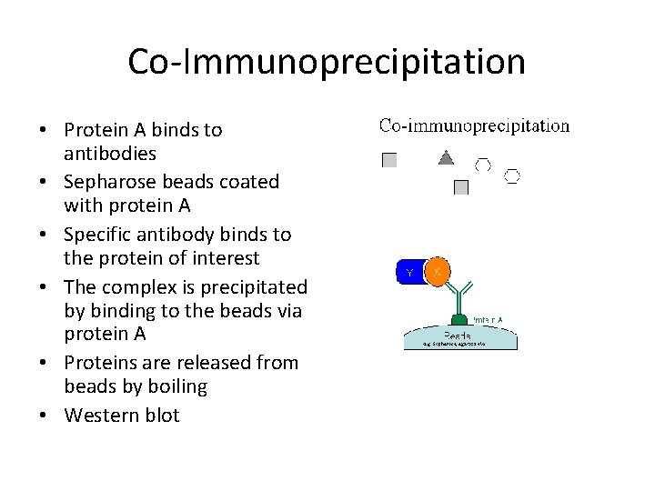 Co-Immunoprecipitation • Protein A binds to antibodies • Sepharose beads coated with protein A