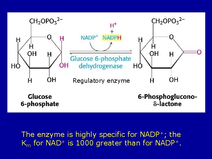 Regulatory enzyme The enzyme is highly specific for NADP+; the Km for NAD+ is