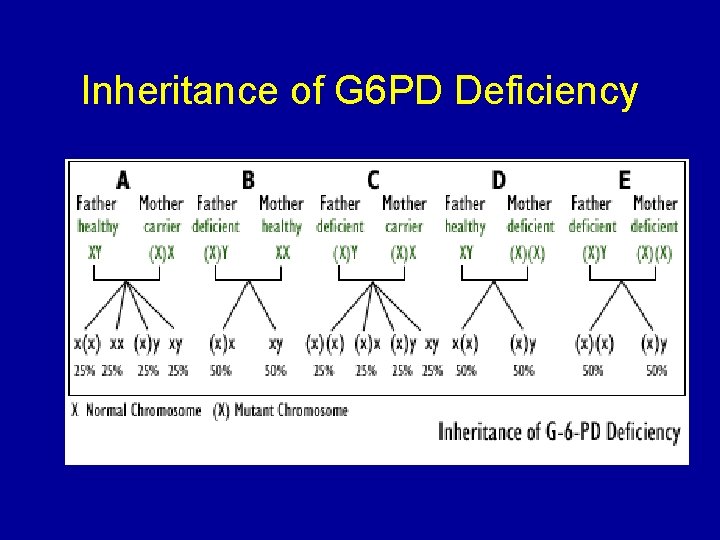 Inheritance of G 6 PD Deficiency 